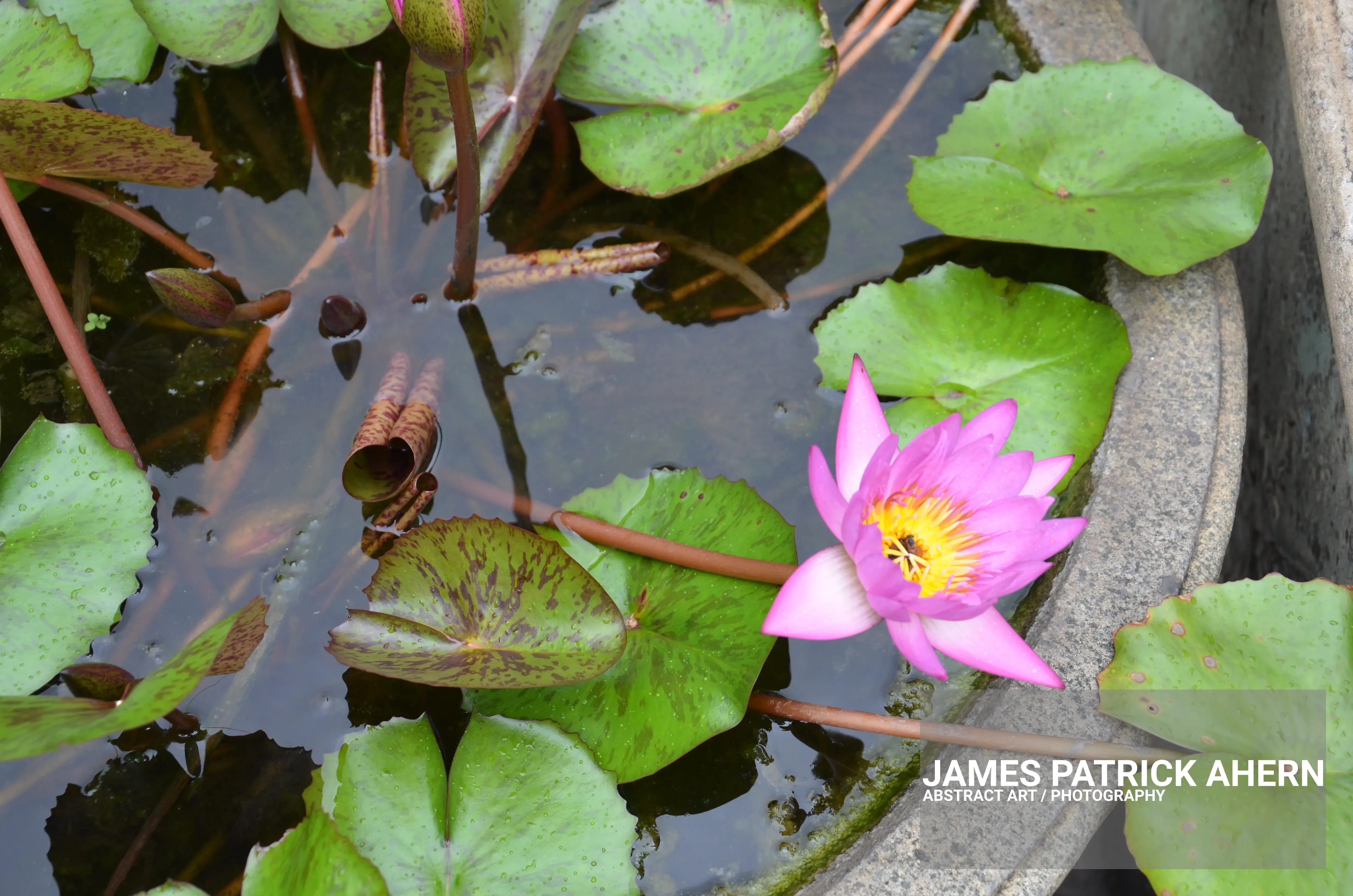 Lovely Water Lilies