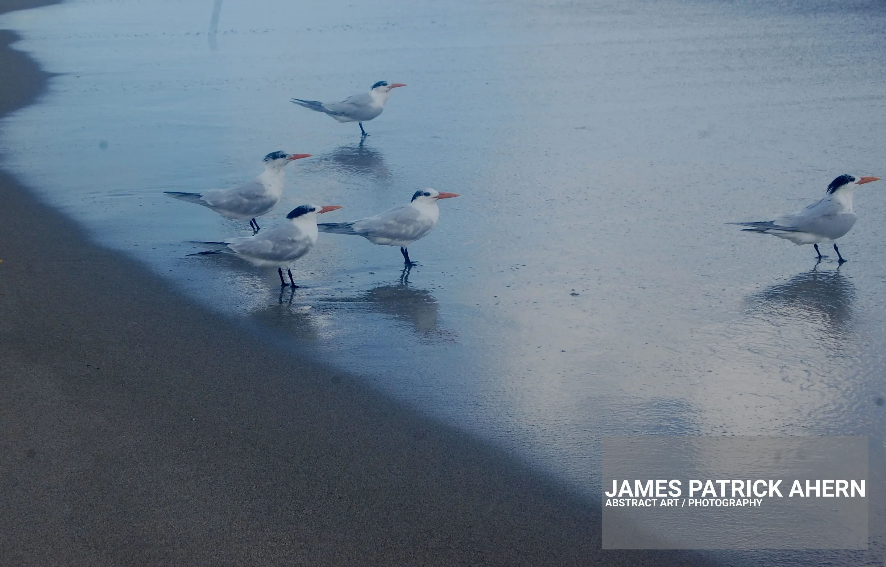 A Sandpiper Meeting