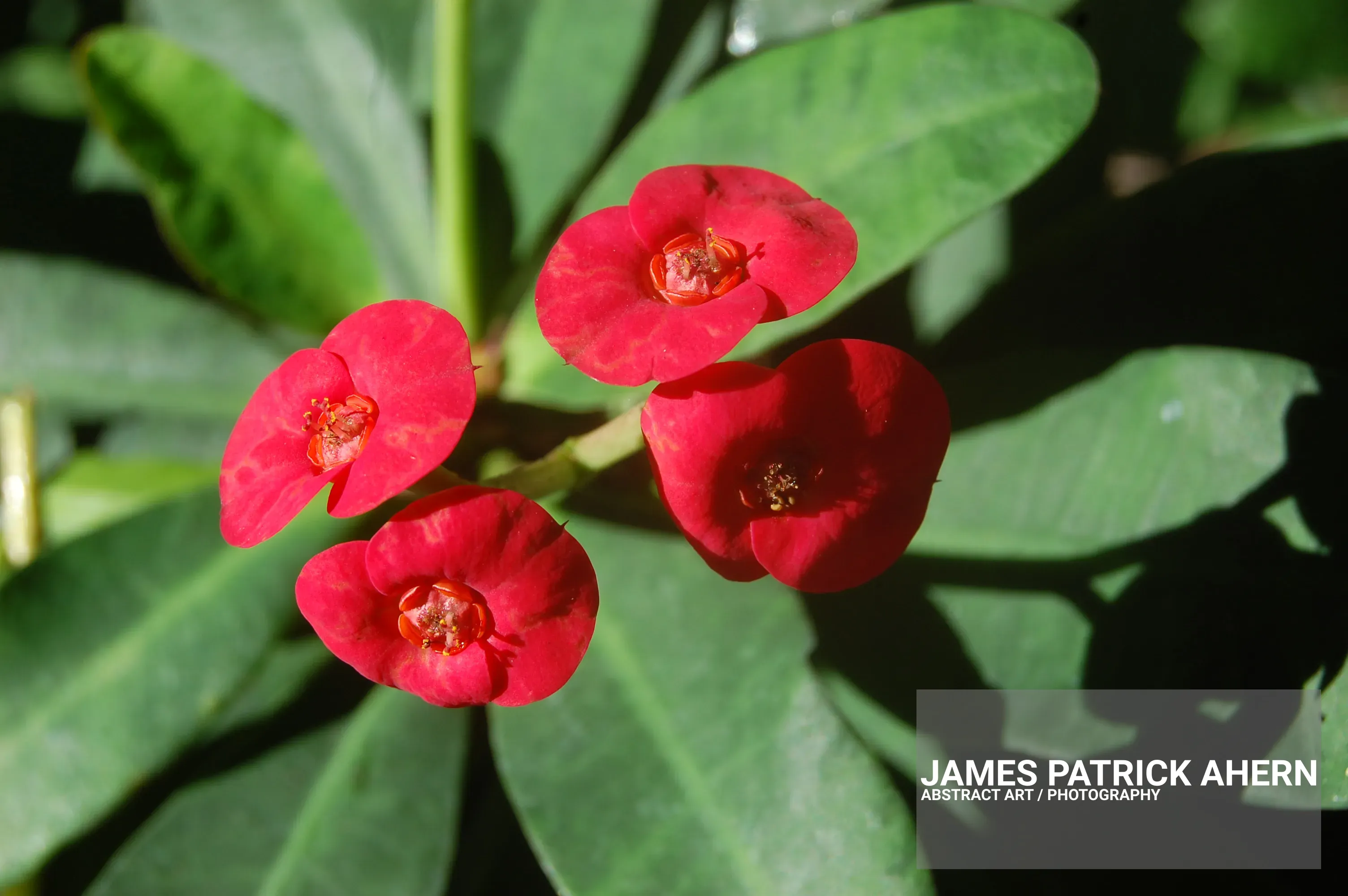 Crown of Thorns