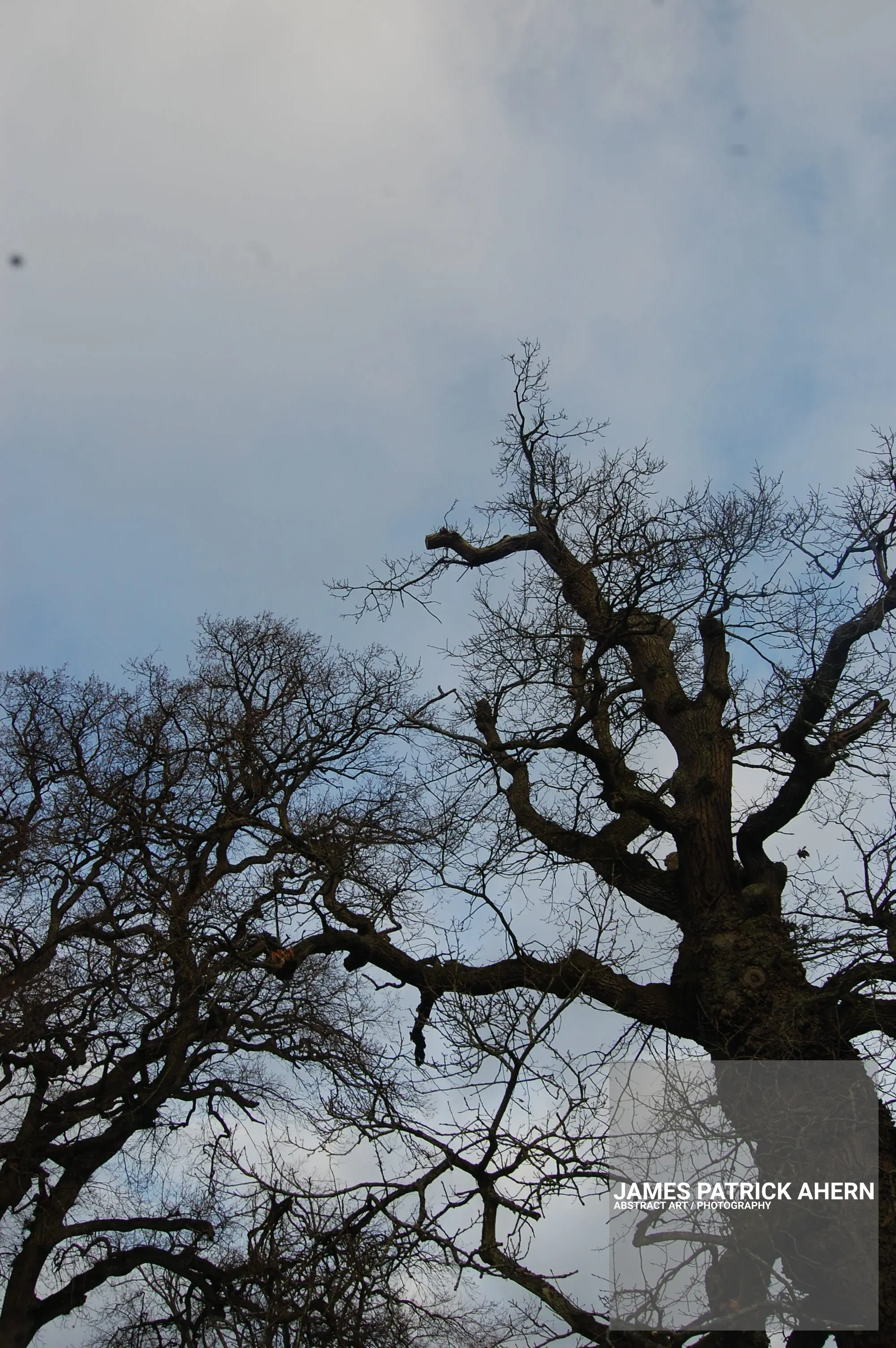  A Tree with personality