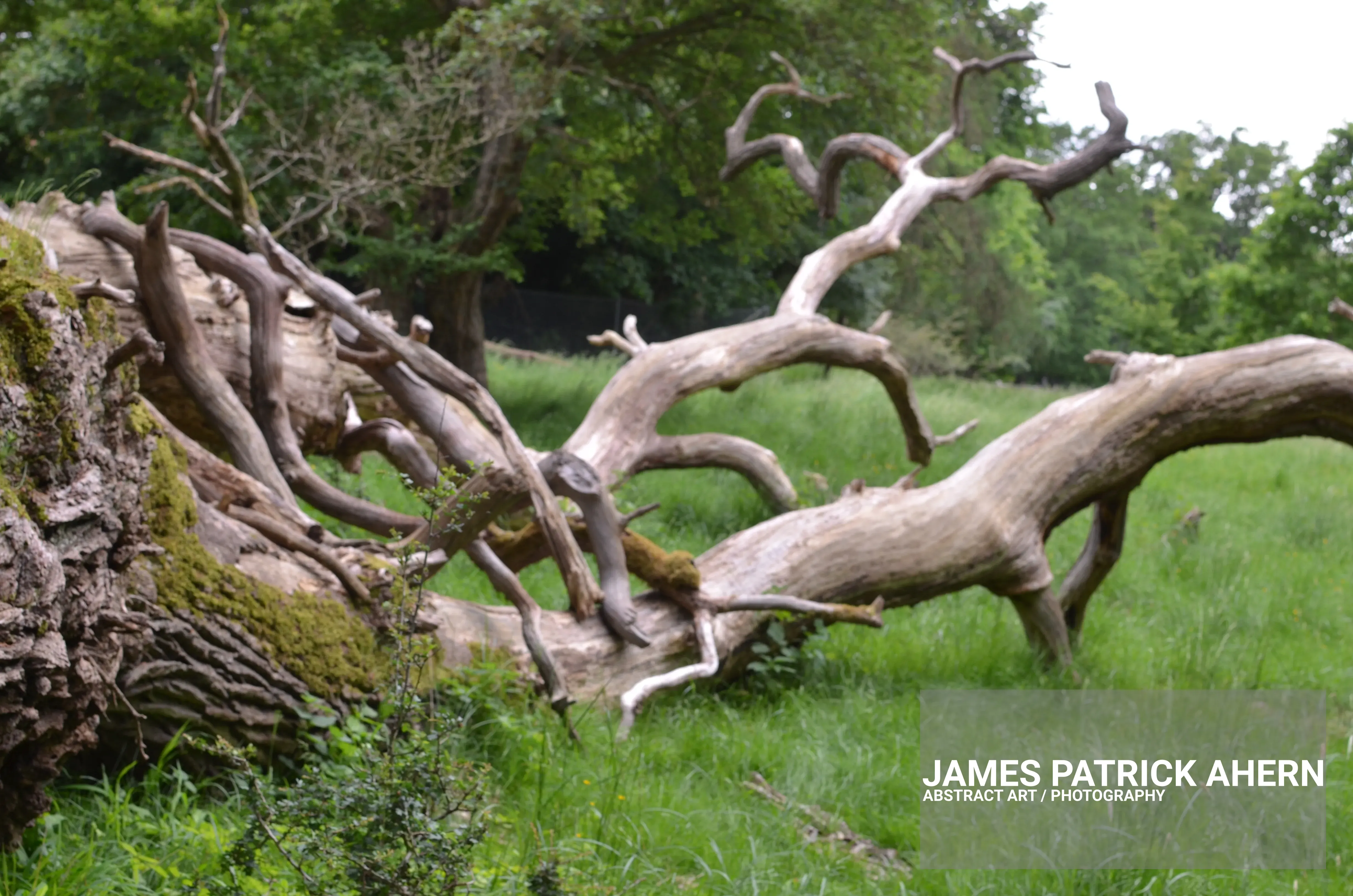 Wild Wooden Horses Charging
