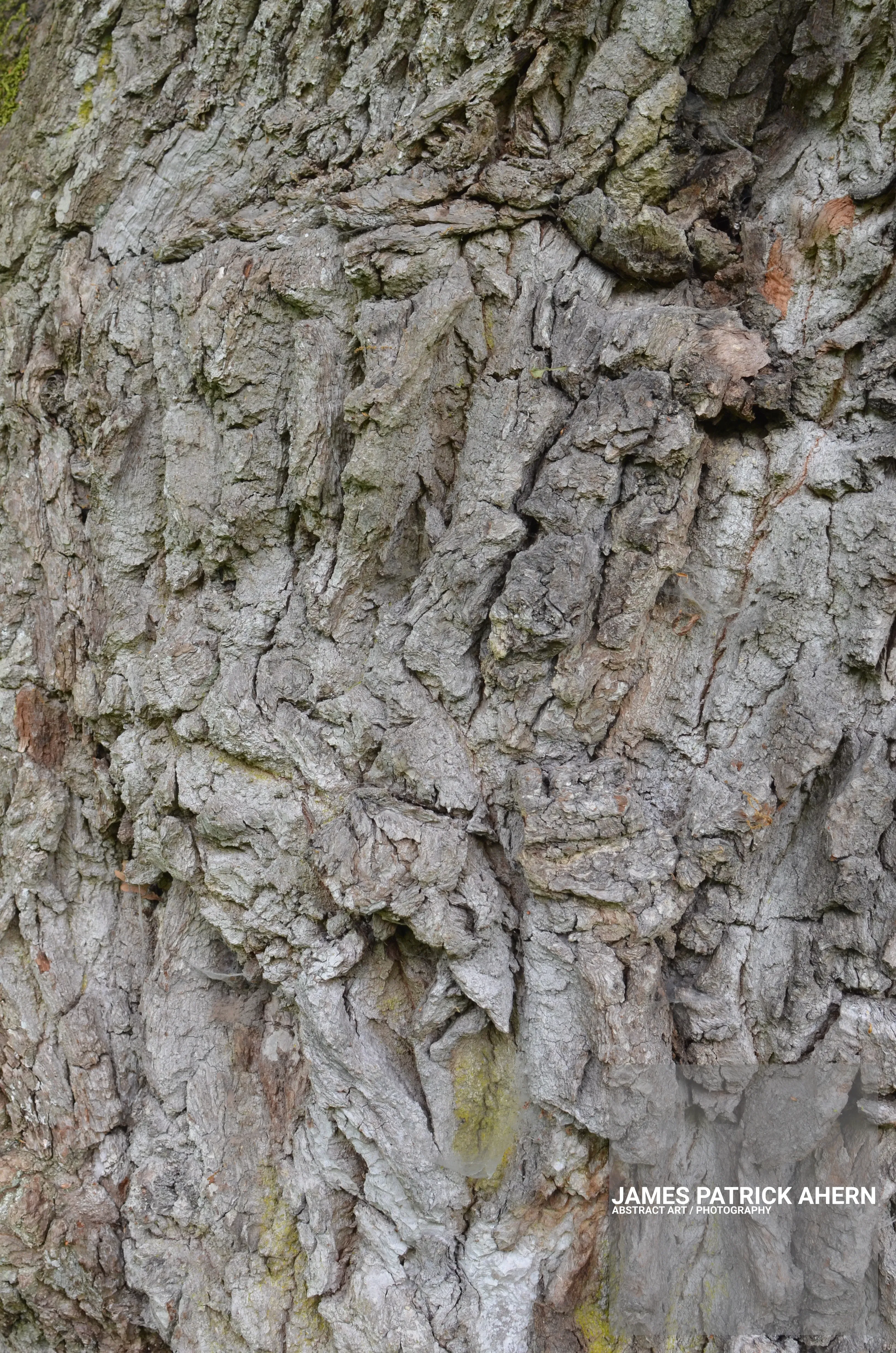 Just Plain Bark
