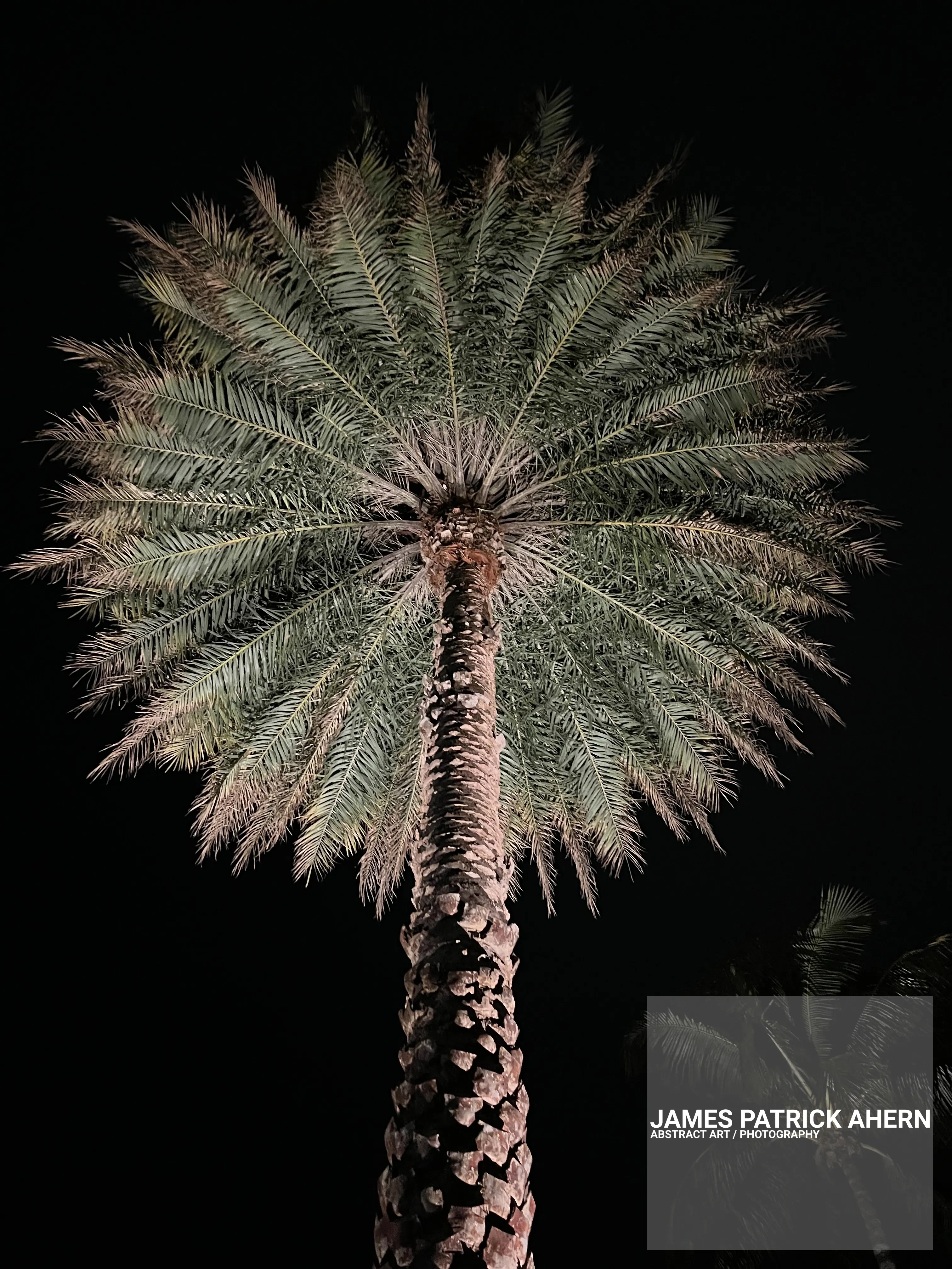 The nite view of a simple palm tree