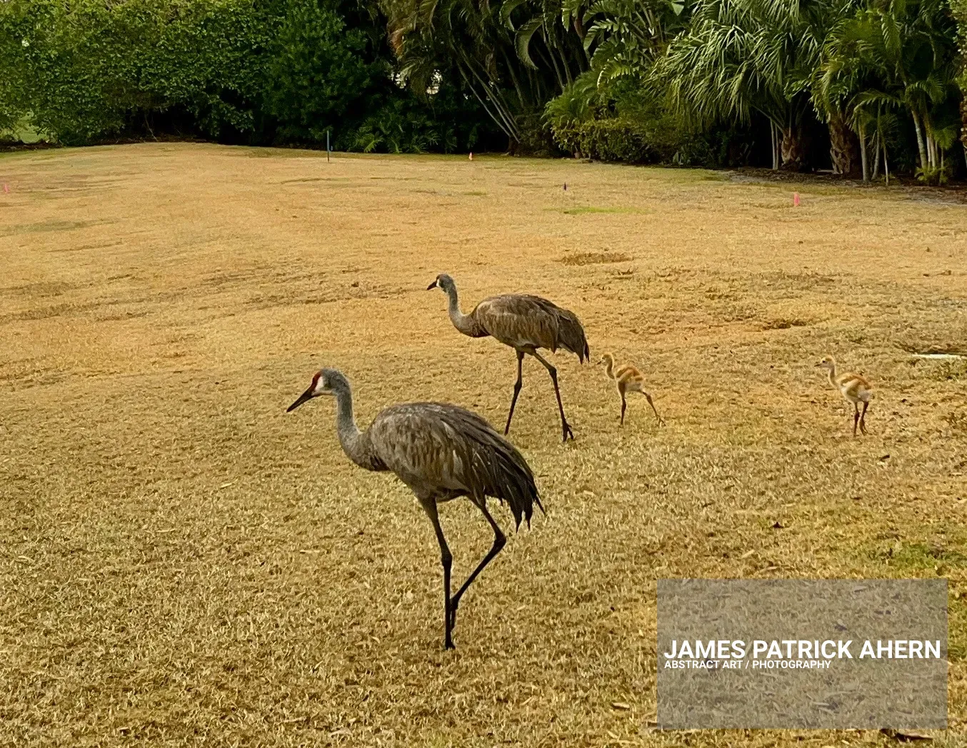 A Sandhill Crane Family on a Mission