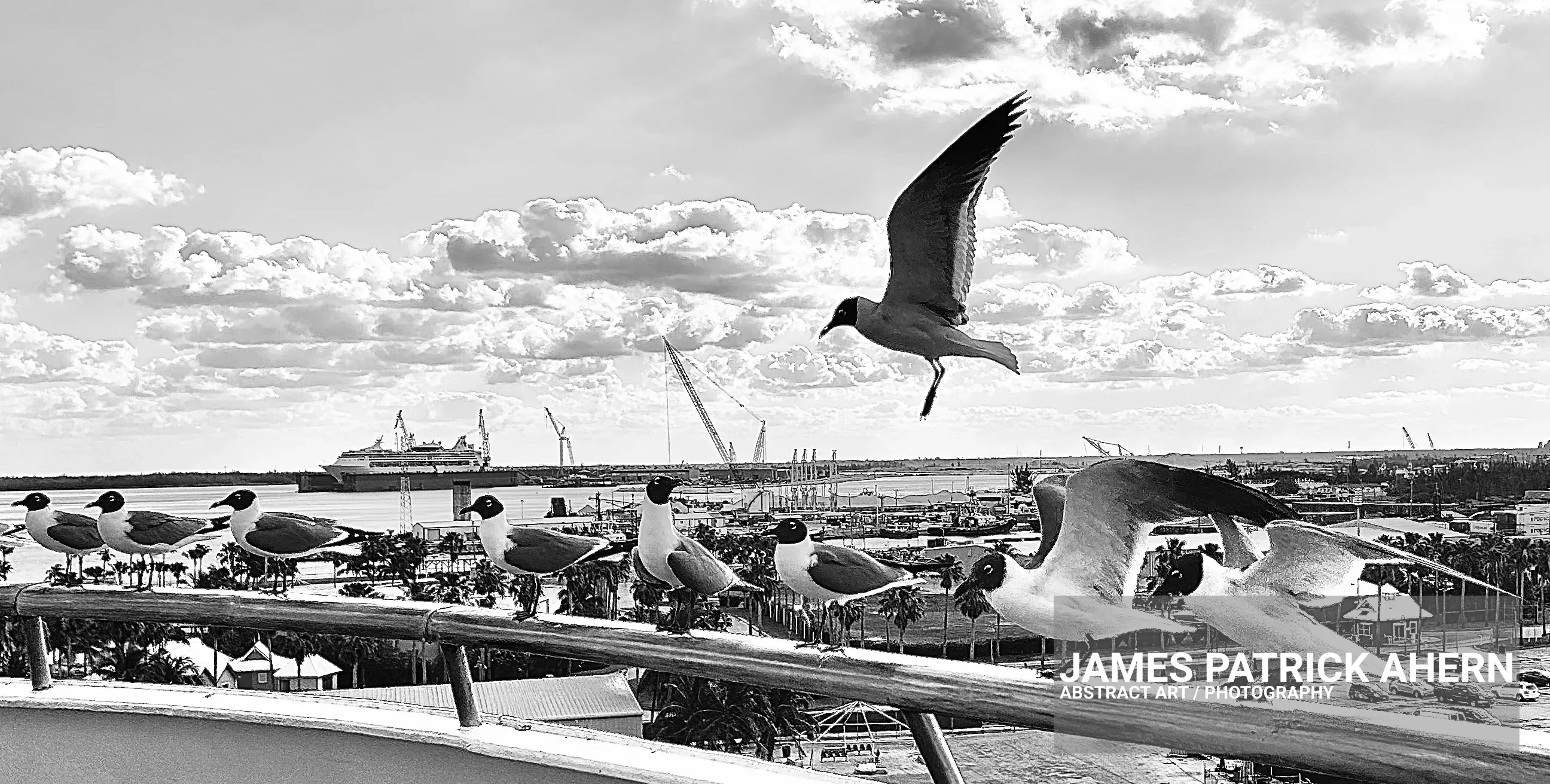 Just a bunch of Seagulls