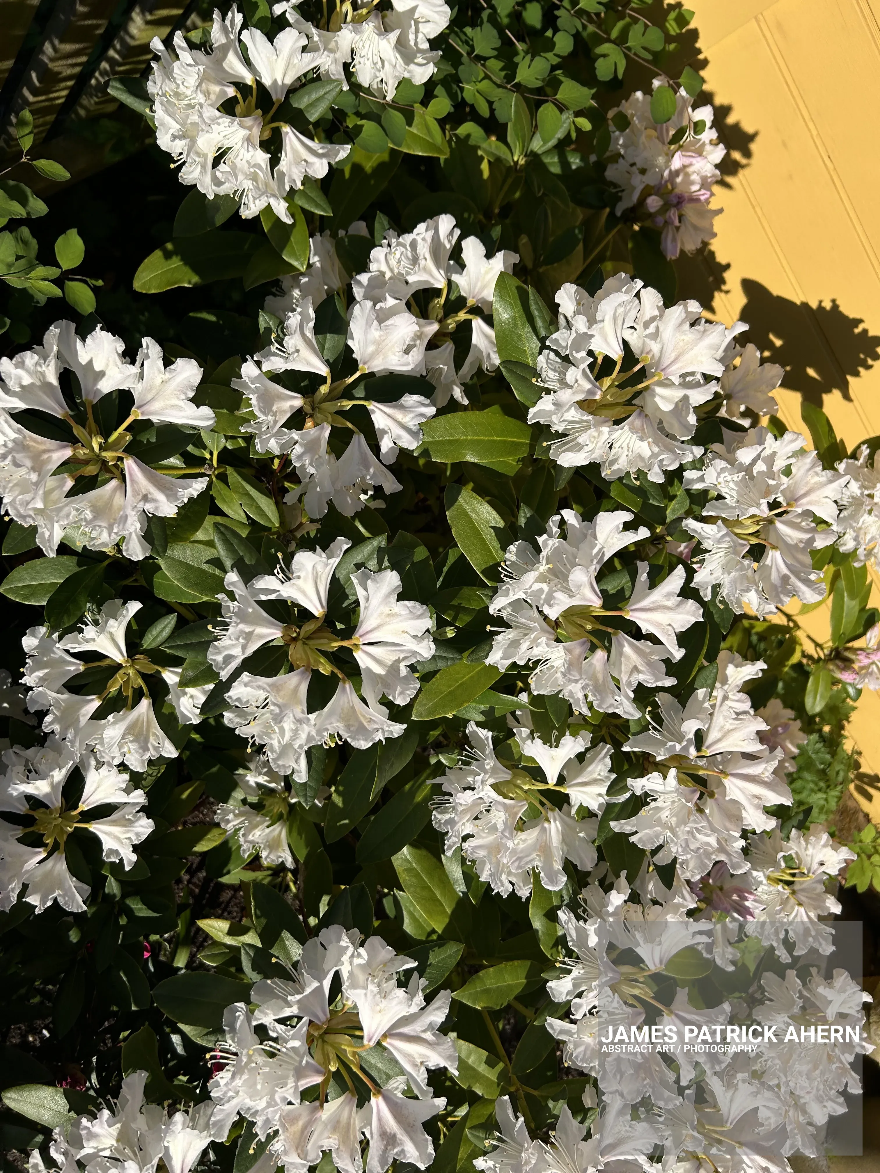 Flowers, Flowers & more Flowers