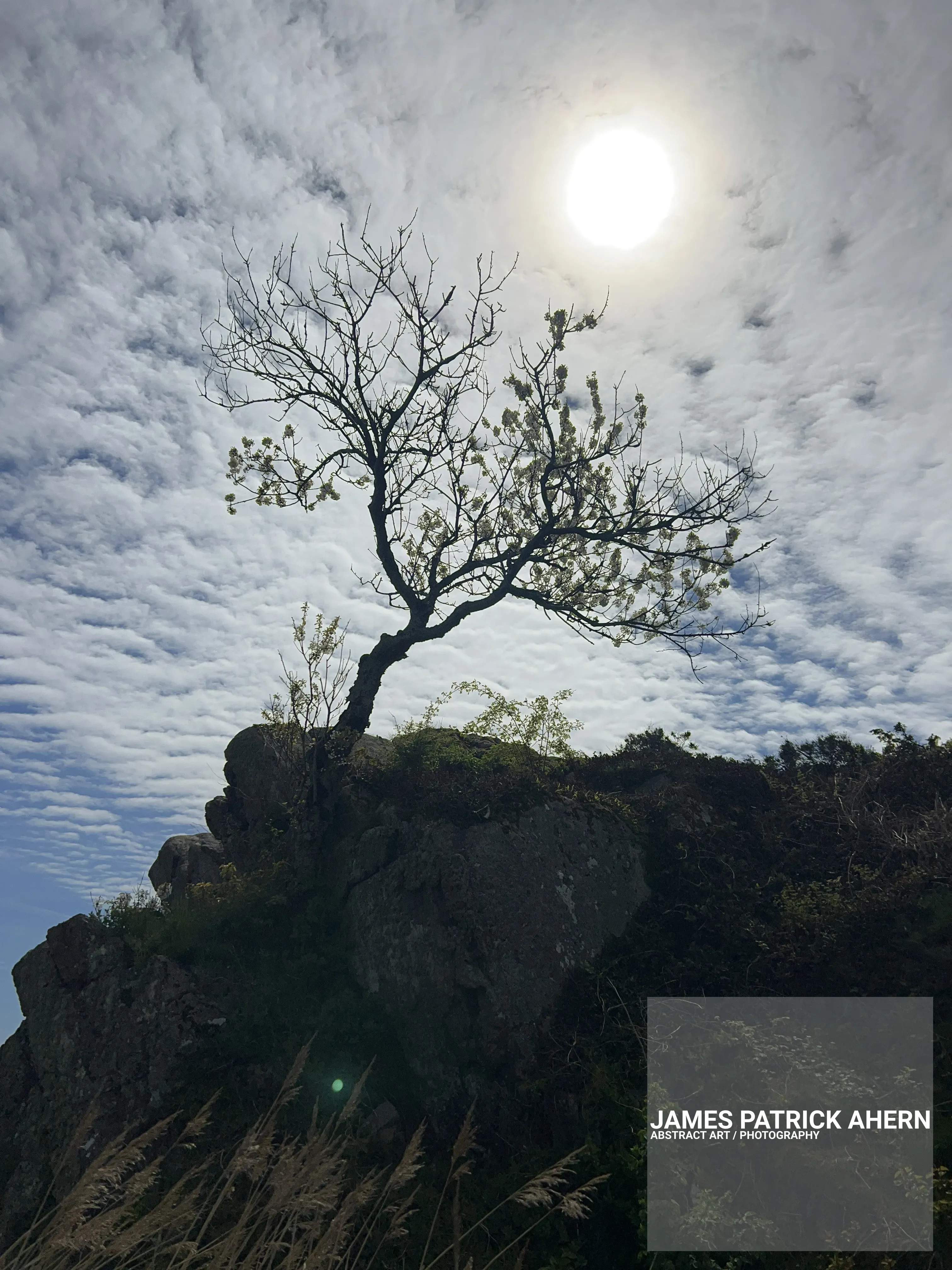 Seaside view of Tree & Clouds