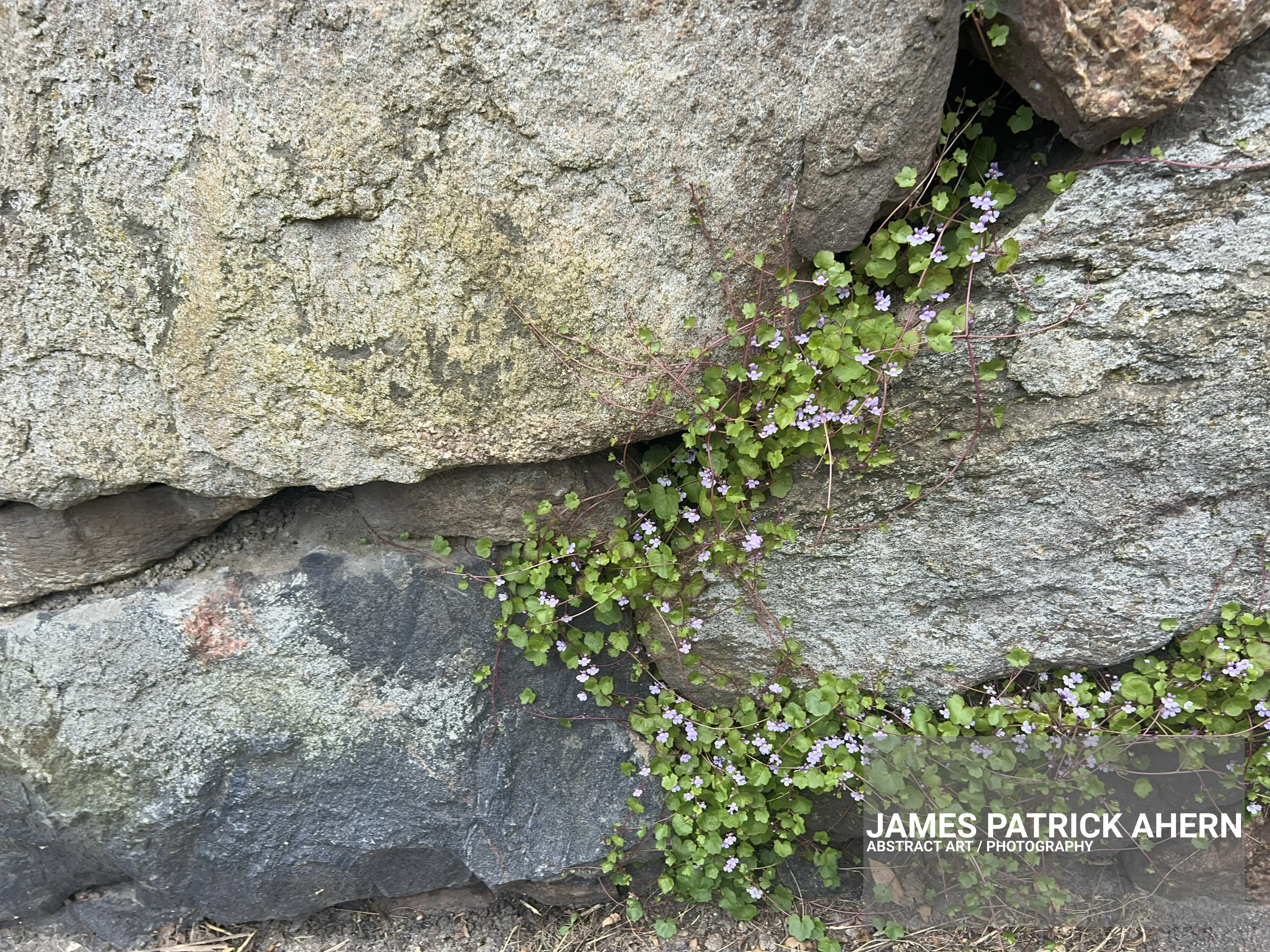 flowers on a Coastal Hike