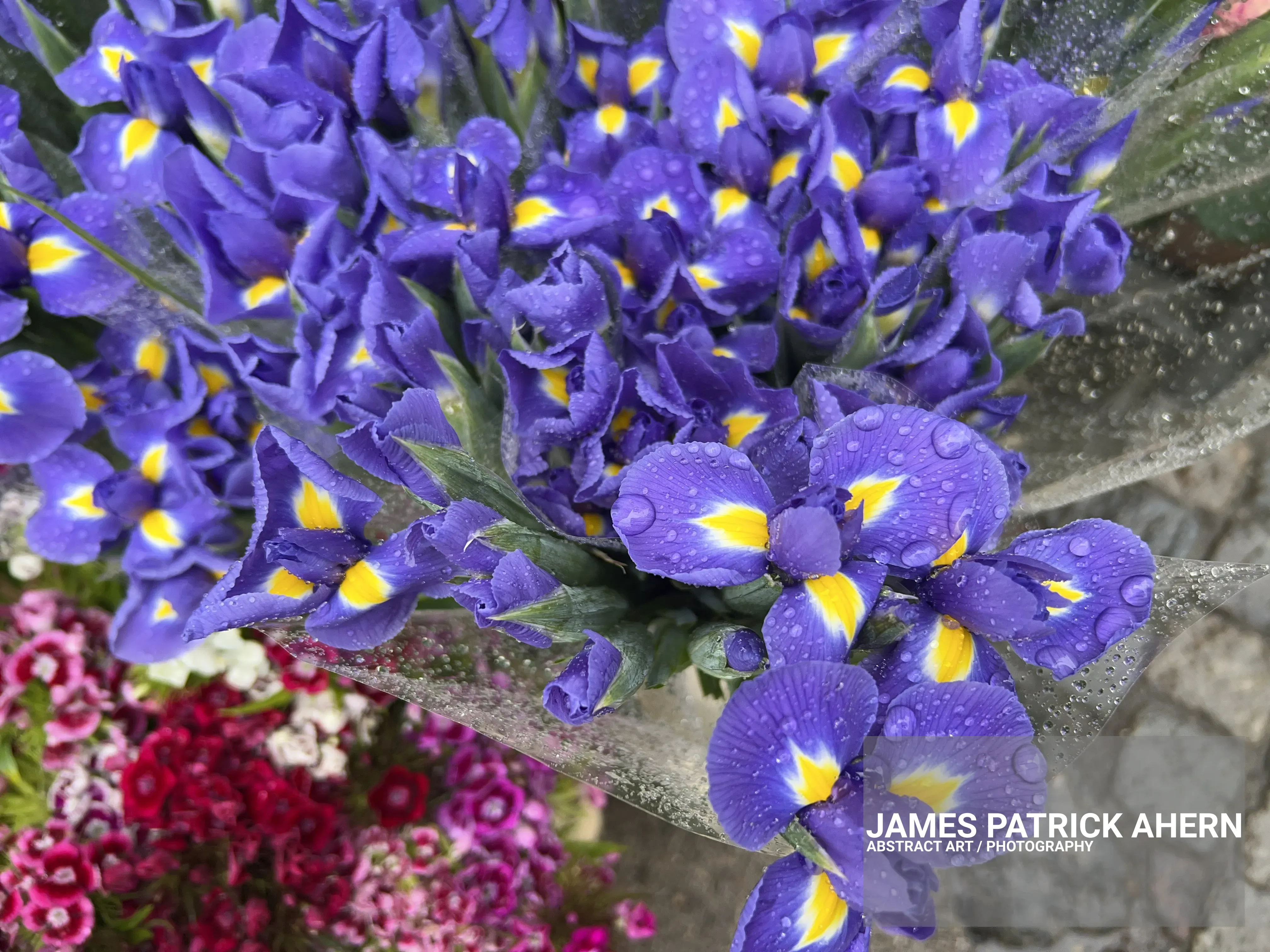 Happy Wet Flowers
