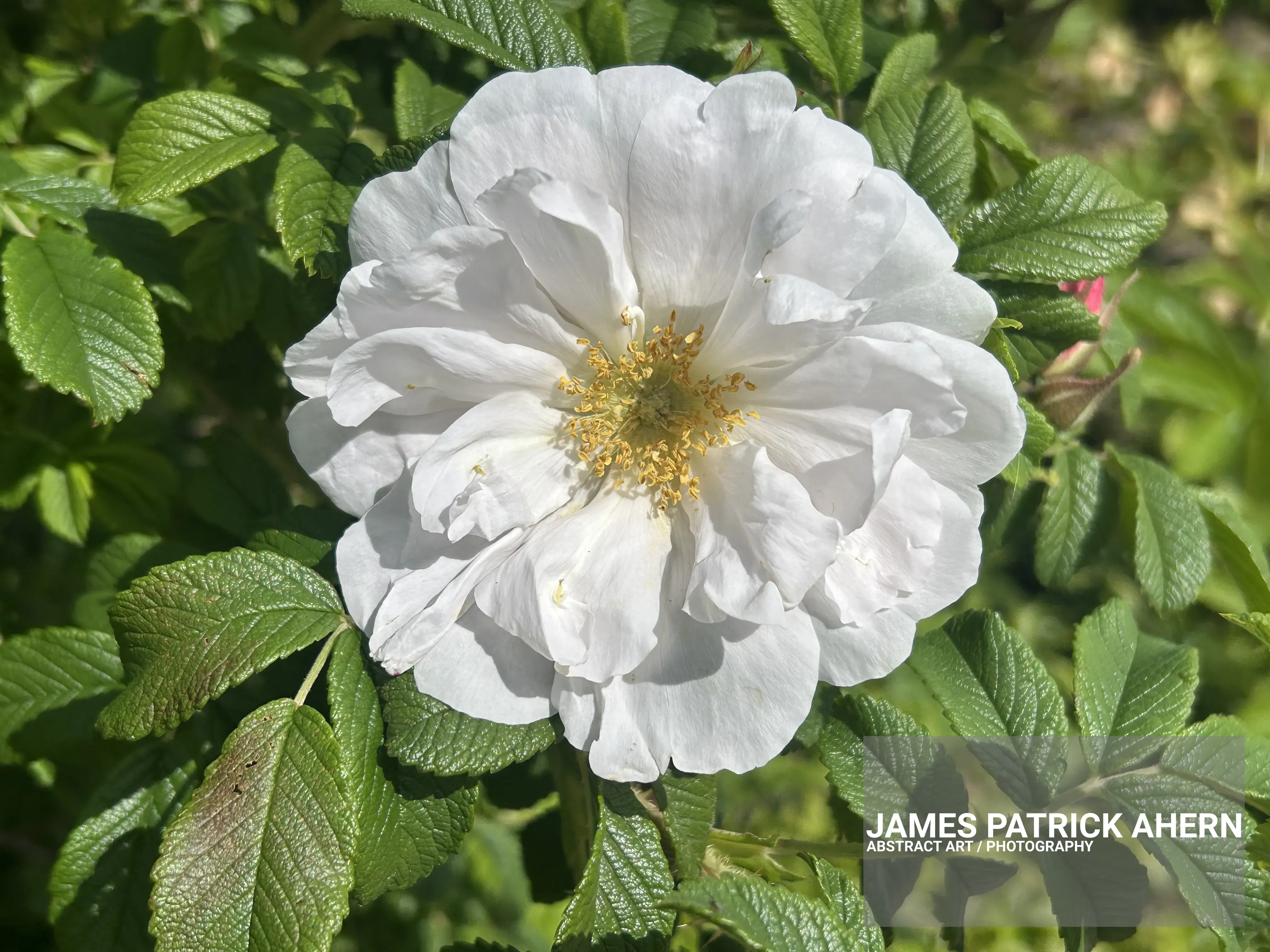 White Flower