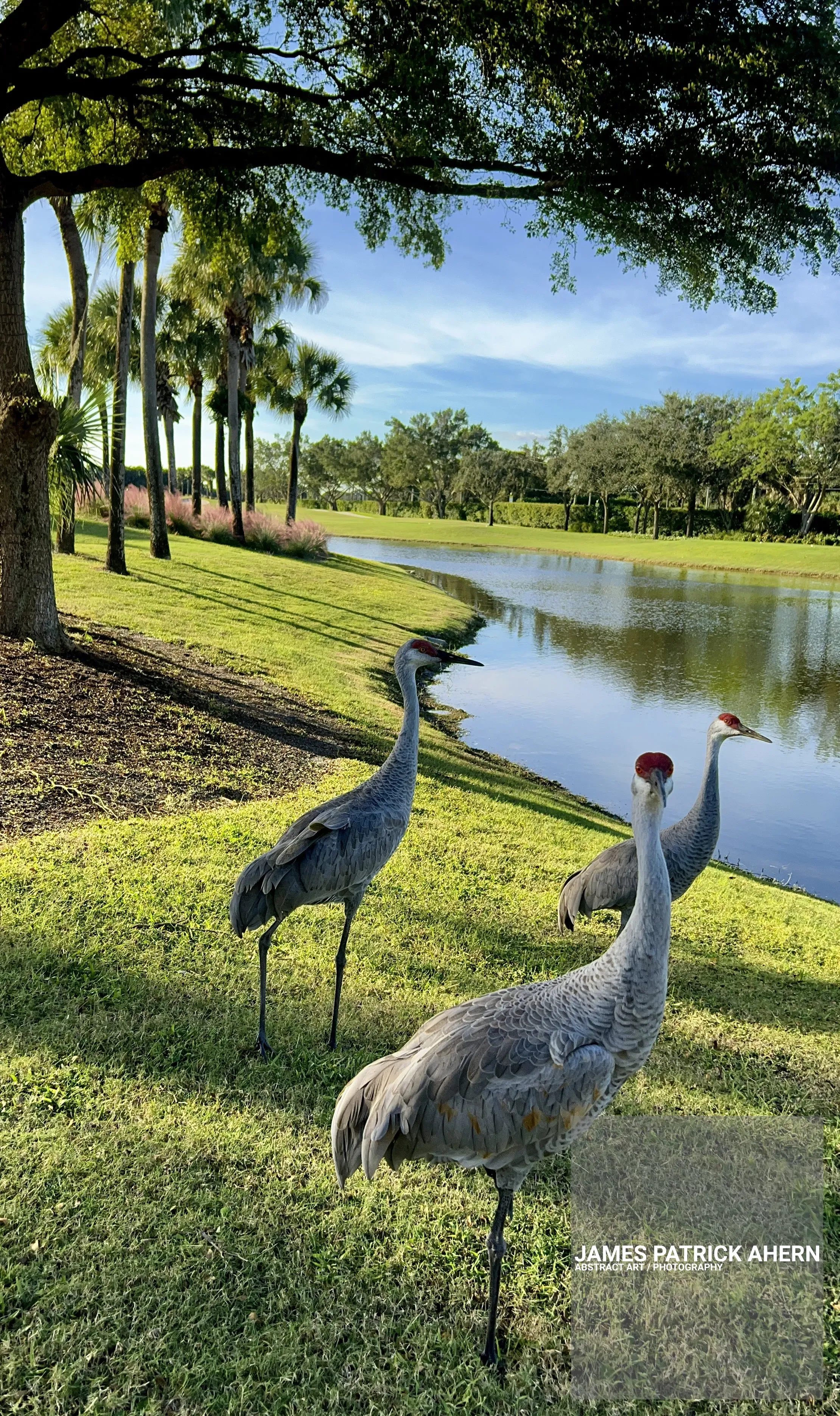  Sandhill Cranes